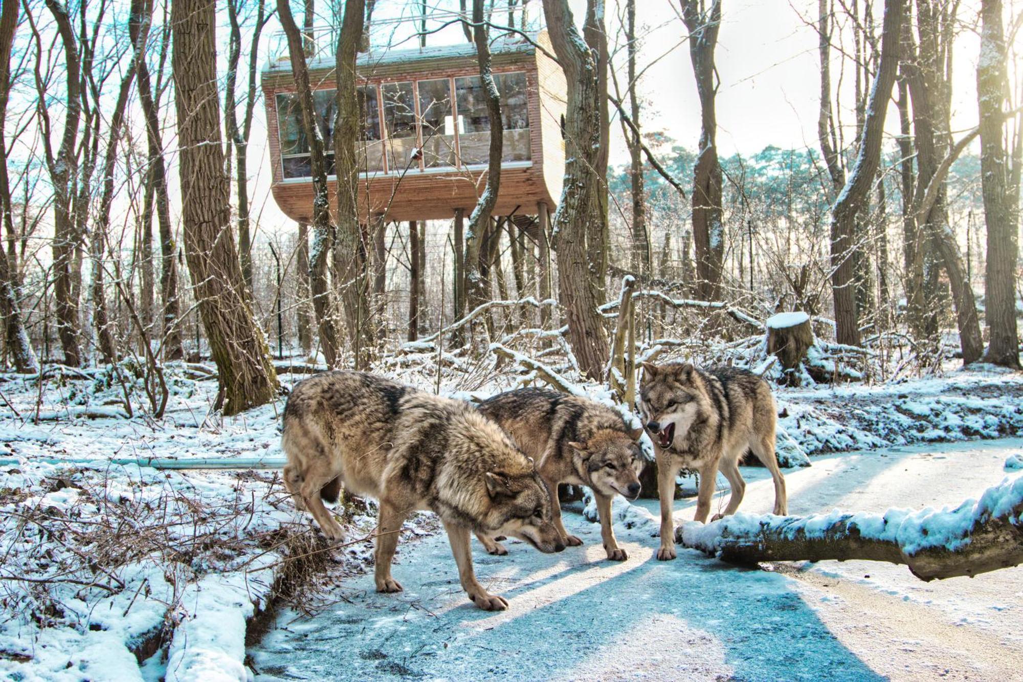 Tree Inn - Das Baumhaushotel Doerverden Екстер'єр фото