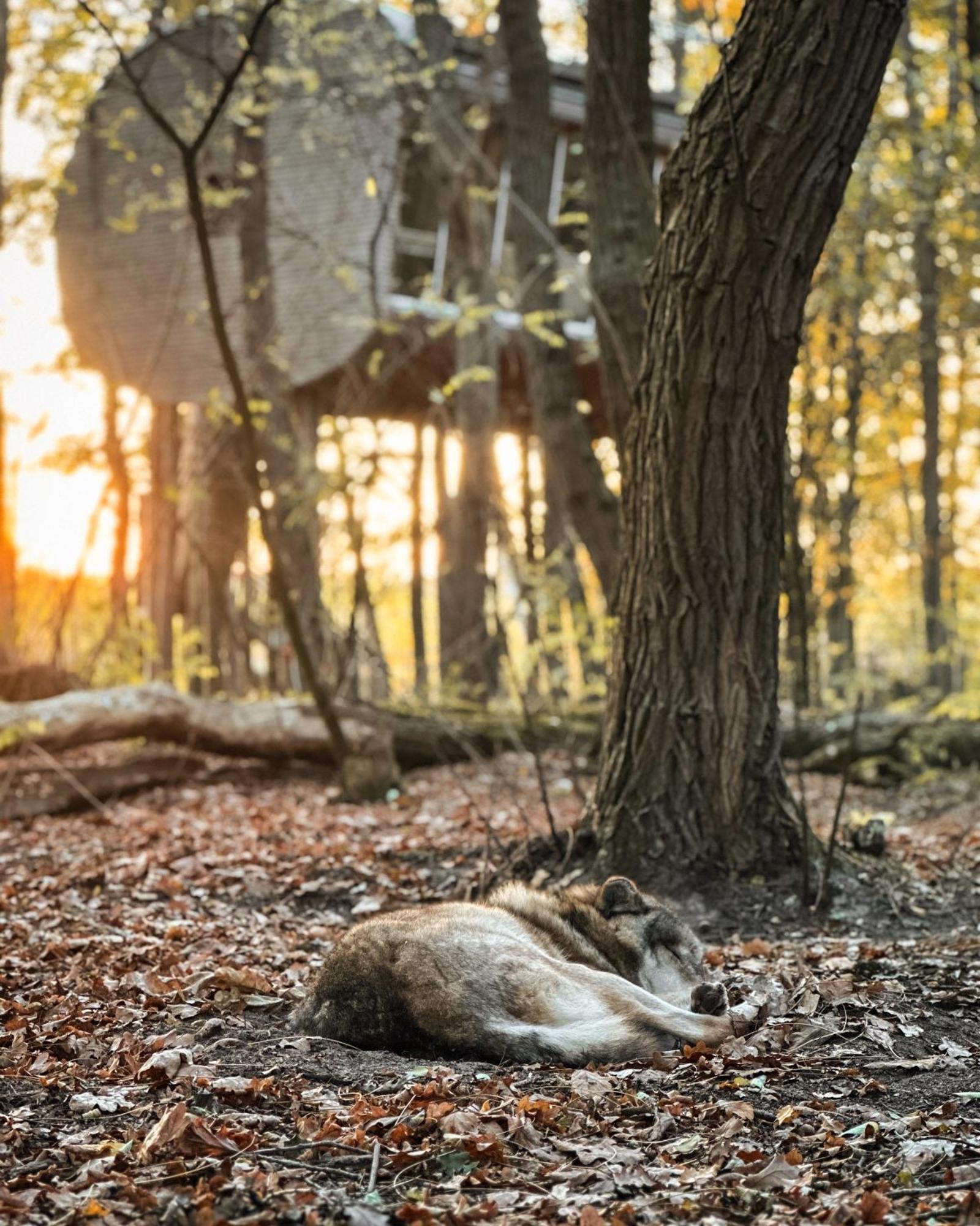 Tree Inn - Das Baumhaushotel Doerverden Екстер'єр фото