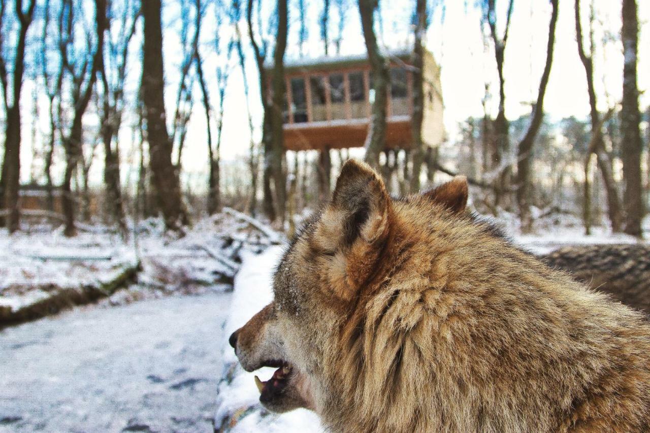 Tree Inn - Das Baumhaushotel Doerverden Екстер'єр фото